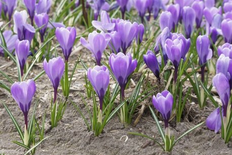 10 x Krokus grand Maitre - biologische bloembol 10 x Krokus grand Maitre - biologische bloembol