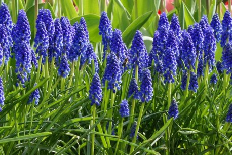 10 x Muscari armeniacum - biologische bloembol 10 x Muscari armeniacum - biologische bloembol