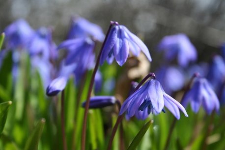 15 x Scilla Siberica - biologische bloembol 15 x Scilla Siberica - biologische bloembol