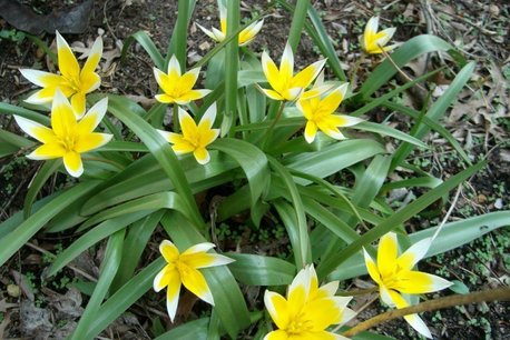 10 x Tulipa Tarda - biologische bloembol 10 x Tulipa Tarda - biologische bloembol