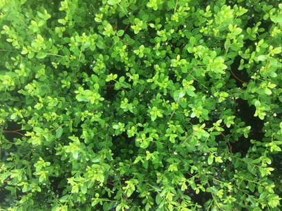 1 meter haag Ilex crenata green hedge 20-30 cm = 5 stuks 1 meter haag Ilex crenata green hedge 20-30 cm = 5 stuks