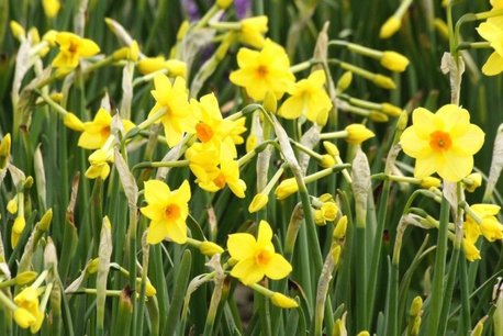 5 x Narcissus Martinette - biologische bloembol 5 x Narcissus Martinette - biologische bloembol