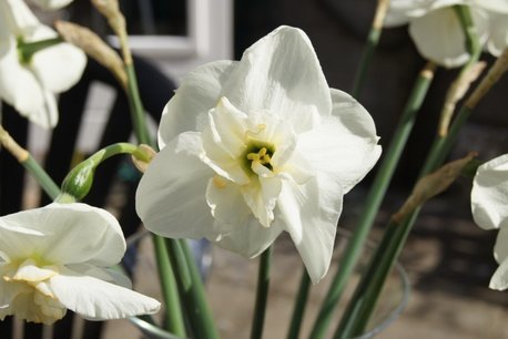 5 x Narcissus Papillon Blanc - biologische bloembol 5 x Narcissus Papillon Blanc - biologische bloembol