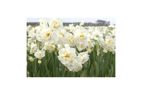 7 x Narcissus Bridal Crown - biologische bloembol 7 x Narcissus Bridal Crown - biologische bloembol