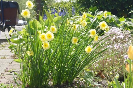 7 x Narcissus Sundisc - biologische bloembol 7 x Narcissus Sundisc - biologische bloembol
