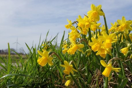 7 x Narcissus Tete-a-Tete - biologische bloembol 7 x Narcissus Tete-a-Tete - biologische bloembol