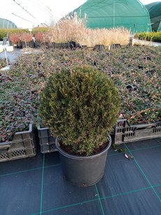 Taxus Baccata bol 80/90 cm Taxus Baccata bol 80/90 cm