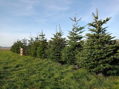 Nordmann kerstboom in pot gekweekt 250-300 cm Nordmann kerstboom in pot gekweekt 250-300 cm