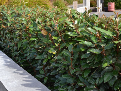 Olijfwilg 'Elaeagnus ebbingei' Compacta 80-100 cm - zilverbes Olijfwilg 'Elaeagnus ebbingei' Compacta 80-100 cm - zilverbes