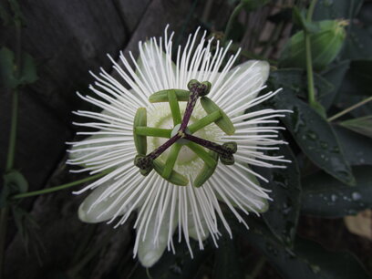 Passiflora caerulea 'Constance Elliot' - passiebloem 40-60 cm Passiflora caerulea 'Constance Elliot' - passiebloem 40-60 cm
