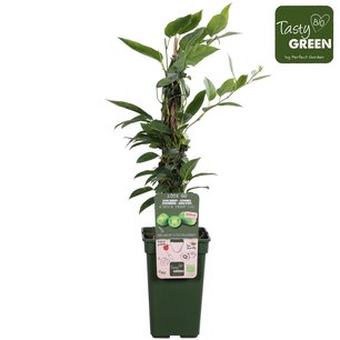 Actinidia arguta 'Kiwiberry'® - Mini kiwi - Bio fruitplant Actinidia arguta 'Kiwiberry'® - Mini kiwi - Bio fruitplant