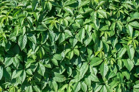 Wilde Wingerd 'Parthenocissus Quinquefolia' 50-60 cm Wilde Wingerd 'Parthenocissus Quinquefolia' 50-60 cm