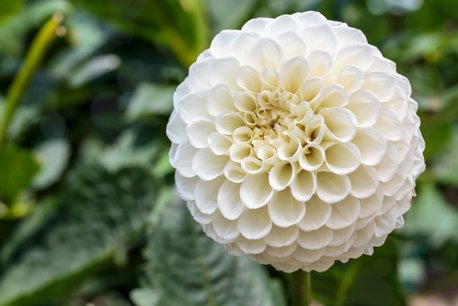 Dahlia Snowflake - biologische bloembol Dahlia Snowflake - biologische bloembol