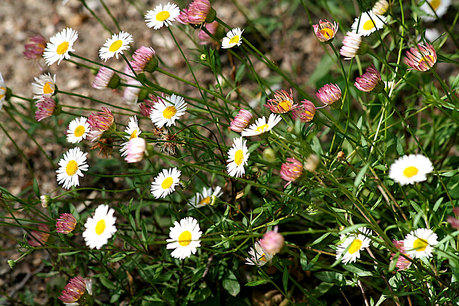 Erigeron karvinskianus - muurfijnstraal/Mexicaans madeliefje Erigeron karvinskianus - muurfijnstraal/Mexicaans madeliefje