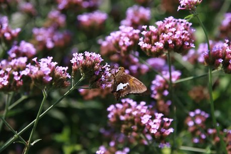 Verbena Bonariensis 'Lollipop' - ijzerhard Verbena Bonariensis 'Lollipop' - ijzerhard