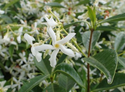 Toscaanse jasmijn 'Trachelospermum Jasminoides' wit 80-100 cm Toscaanse jasmijn 'Trachelospermum Jasminoides' wit 80-100 cm