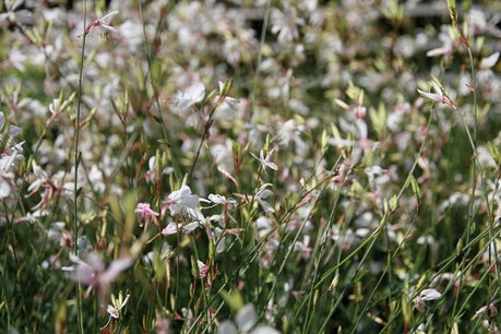Gaura Lindheimeri 'whirling butterflies' Gaura Lindheimeri 'whirling butterflies'