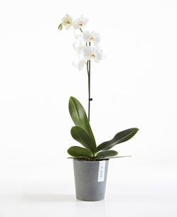 Ecopots Morinda 14 cm - voor orchideeën Ecopots Morinda 14 cm - voor orchideeën