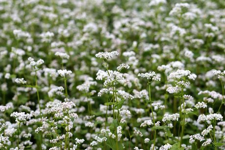 Boekweit 'Fagopyrum esculentum' - groenbemester - Bio zaden Boekweit 'Fagopyrum esculentum' - groenbemester - Bio zaden