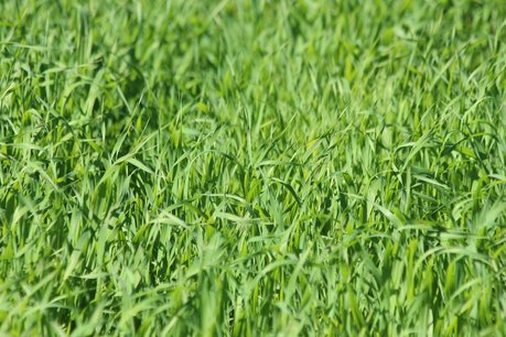 Japanse haver 'Avena strigosa' - groenbemester - Bio zaden Japanse haver 'Avena strigosa' - groenbemester - Bio zaden