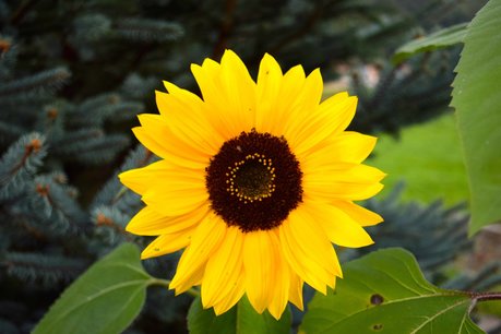 Gele zonnebloem 'Helianthus debilis' - Bio bloemenzaden Gele zonnebloem 'Helianthus debilis' - Bio bloemenzaden