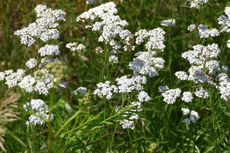 Duizendblad 'Achillea millefolium' - Bio bloemenzaden Duizendblad 'Achillea millefolium' - Bio bloemenzaden