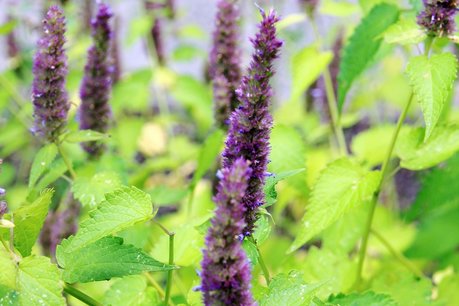 Dropplant 'Agastache foeniculum' - Bio bloemenzaden Dropplant 'Agastache foeniculum' - Bio bloemenzaden