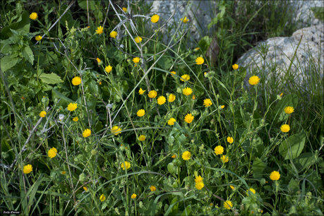 Akkergoudsbloem 'Calendula arvensis' - Bio bloemenzaden Akkergoudsbloem 'Calendula arvensis' - Bio bloemenzaden
