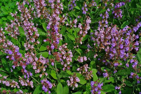 Salie 'Salvia officinalis' - bio bloemenzaden Salie 'Salvia officinalis' - bio bloemenzaden