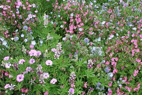 Bloemenmengsel, laag - bio bloemenzaden Bloemenmengsel, laag - bio bloemenzaden