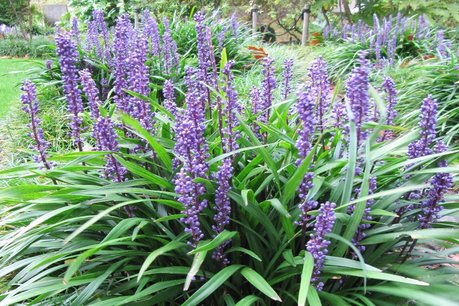 Liriope Muscari 'Big Blue' - leliegras Liriope Muscari 'Big Blue' - leliegras