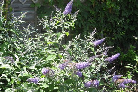 Buddleja Davidii 'Lochinch' - vlinderstruik Buddleja Davidii 'Lochinch' - vlinderstruik