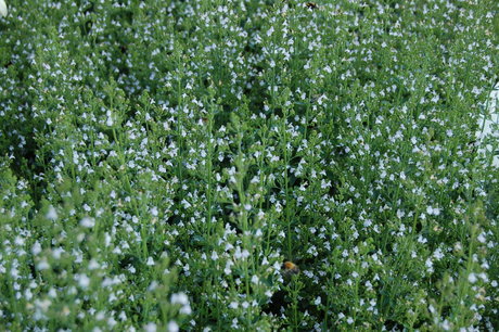 Calamintha nepeta ssp. nepeta - Bergsteentijm Calamintha nepeta ssp. nepeta - Bergsteentijm