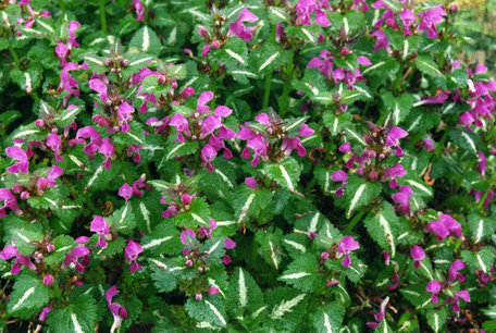 Lamium Maculatum 'Roseum' - Gevlekte dovenetel Lamium Maculatum 'Roseum' - Gevlekte dovenetel
