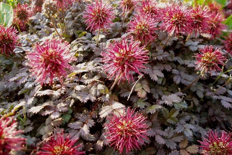 Acaena microphylla 'Kupferteppich' - stekelnootje/kopertapijt Acaena microphylla 'Kupferteppich' - stekelnootje/kopertapijt