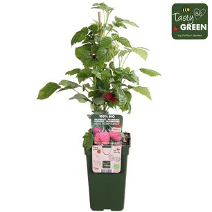Rode herfst & zomerframboos - Bio fruitplant Rode herfst & zomerframboos - Bio fruitplant