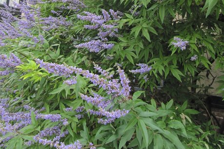 Vitex agnus-castus latifolia 'Monnikenpeper' 30-50 cm Vitex agnus-castus latifolia 'Monnikenpeper' 30-50 cm