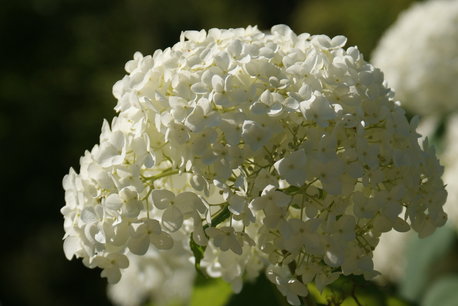 Hydrangea arb. 'strong annabelle®' 30-50 cm (incrediball®) Hydrangea arb. 'strong annabelle®' 30-50 cm (incrediball®)
