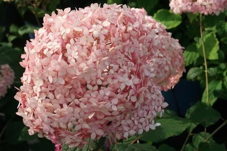 Hydrangea arb. 'pink annabelle®' 30-50 cm (invincibelle®) Hydrangea arb. 'pink annabelle®' 30-50 cm (invincibelle®)