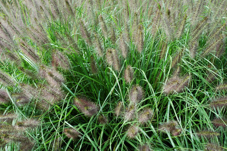 Pennisetum alopecuroides 'little bunny' - lampenpoetsersgras Pennisetum alopecuroides 'little bunny' - lampenpoetsersgras