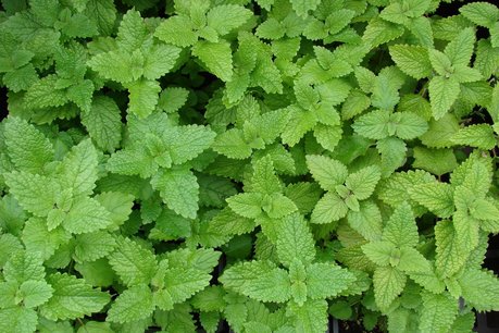 Citroenmelisse 'Melissa officinalis' - Bio tuinkruiden Citroenmelisse 'Melissa officinalis' - Bio tuinkruiden