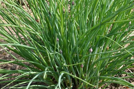 Fijne bieslook 'Allium schoenoprasum' - Bio tuinkruiden Fijne bieslook 'Allium schoenoprasum' - Bio tuinkruiden