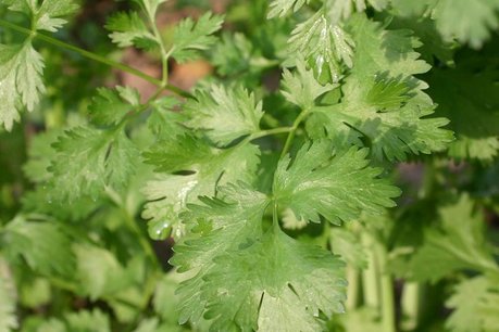 Koriander 'Coriandrum sativum' - Bio tuinkruiden Koriander 'Coriandrum sativum' - Bio tuinkruiden