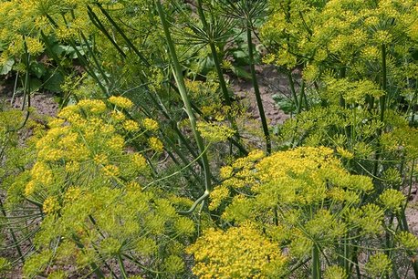 Dille 'Anethum graveolens' - Bio tuinkruiden Dille 'Anethum graveolens' - Bio tuinkruiden
