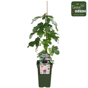Ficus Gustissimo® Perretta® - vijgen - Bio fruitboom Ficus Gustissimo® Perretta® - vijgen - Bio fruitboom