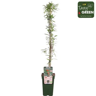 Lycium barbarum 'Instant Success'® - Gojibes - Bio fruitplant Lycium barbarum 'Instant Success'® - Gojibes - Bio fruitplant