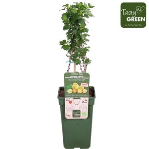 Ribes Easycrisp® Lady Sun® - kruisbes - Bio fruitplant Ribes Easycrisp® Lady Sun® - kruisbes - Bio fruitplant