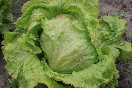 IJsbergsla – Lactuca sativa - Bio groentezaden IJsbergsla – Lactuca sativa - Bio groentezaden