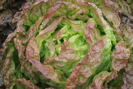 Kropsla 'Wonder der Vier Jaargetijden' – Lactuca sativa - Bio groentezaden Kropsla 'Wonder der Vier Jaargetijden' – Lactuca sativa - Bio groentezaden