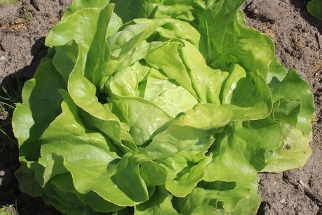 Kropsla 'Suzan' – Lactuca sativa - Bio groentezaden Kropsla 'Suzan' – Lactuca sativa - Bio groentezaden